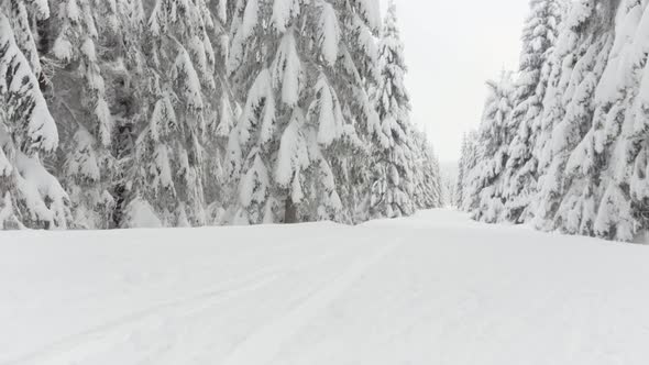 Tracks in a Crosscountry Skiing Trail in a Snowcovered Forest Landscape in Winter