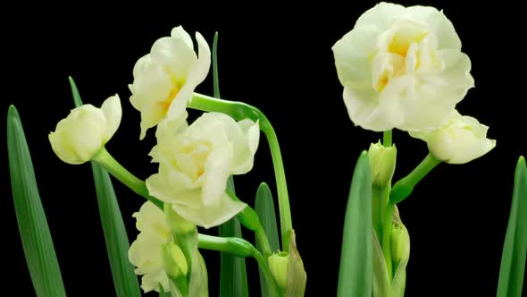 Blooming White Narcissus Flower
