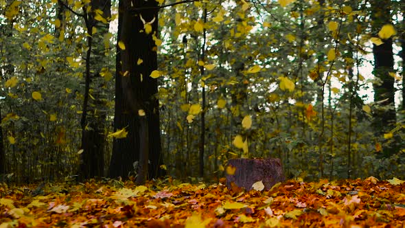 Incredibly Beautiful Autumn Background With Falling Leaves, Forest Nature Background, Golden Autumn