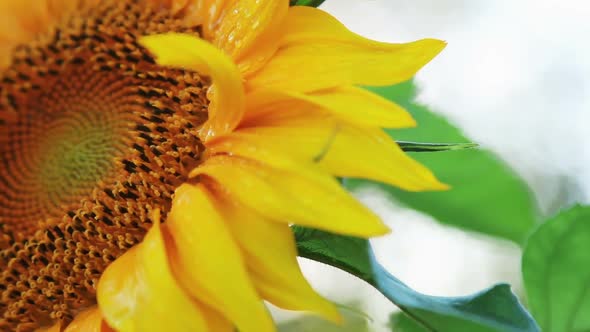 Sunflower in Autumn Sunset