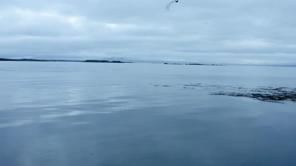 Bird Flying On Blue Calm Ocean Near Flatey Island, Iceland. Aerial Forward