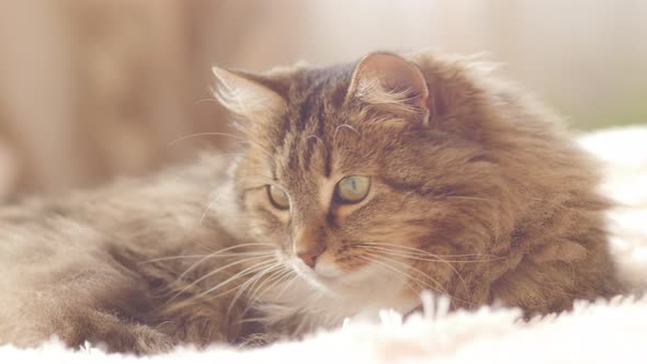 Beautiful red cat lying on bed on plaid indoors in bedroom, fluffy Siberian cat