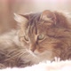 Beautiful red cat lying on bed on plaid indoors in bedroom, fluffy Siberian cat - VideoHive Item for Sale