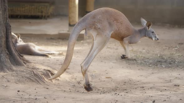 Red kangaroo jumping on the farm