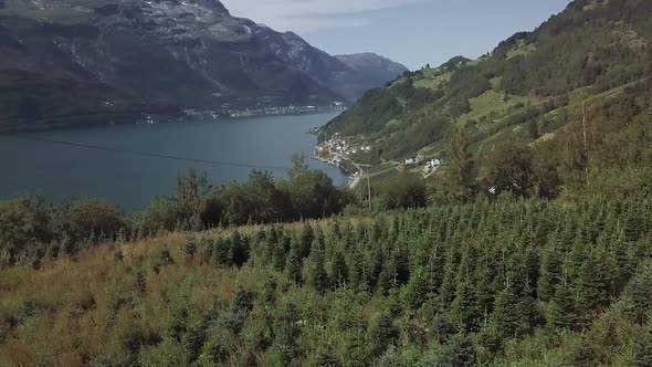 Beautiful aerial shot of a fjord on a sunny day with a farm of firs on the riverside.