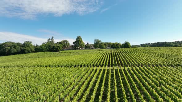 Vineyard in the Bordeaux Wine Region in France