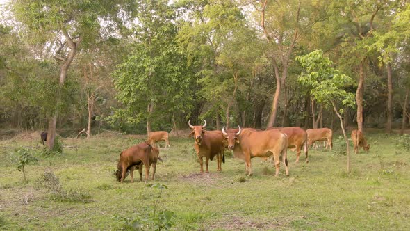Cow herd in a green India farmland 4k aerial drone 