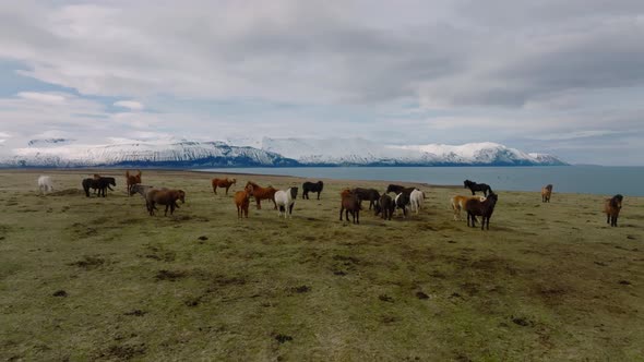 Beautiful Icelandic Horses Running Around in the Field