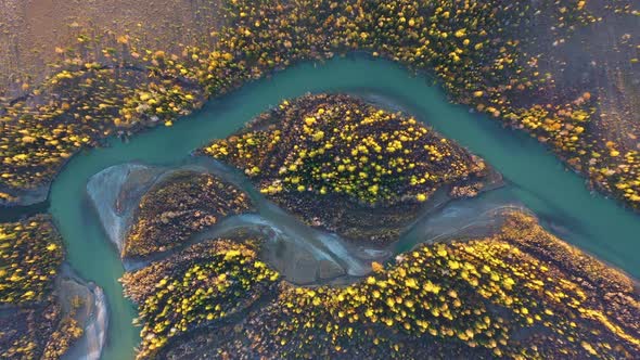 Yellow Larches on Island and Chuya River in Autumn. Aerial View. Altai, Russia