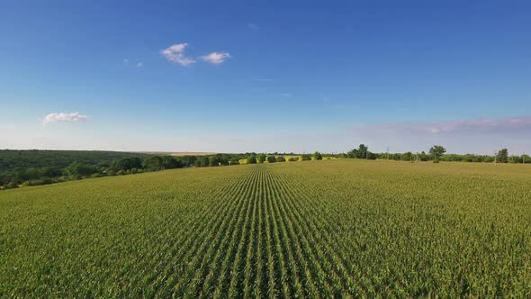 Aerial Flight Over Corn Field