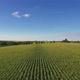 Aerial Flight Over Corn Field - VideoHive Item for Sale