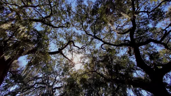 Looking up at the Live Oak trees in Savannah Georgia