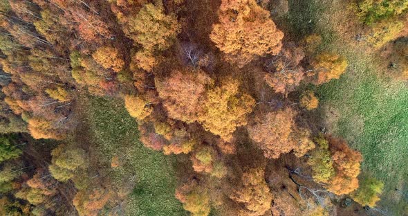 Overhead Aerial Top View Over Colorful Autumn Birch Forest in Foggy Weather