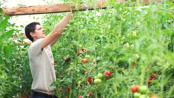 Young Farmer Ties Up Tomato Plants