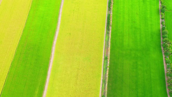 Drone flying over the beautiful green and yellow rice field scenery