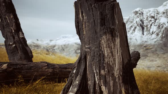 Burnt Tree Logs After Forest Fire