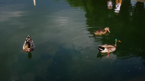 Ducks floating in the reflecting pool at the national mall seeing the Washington Monument.