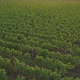 Aerial Flight Over Beautiful Vineyard Landscape - VideoHive Item for Sale