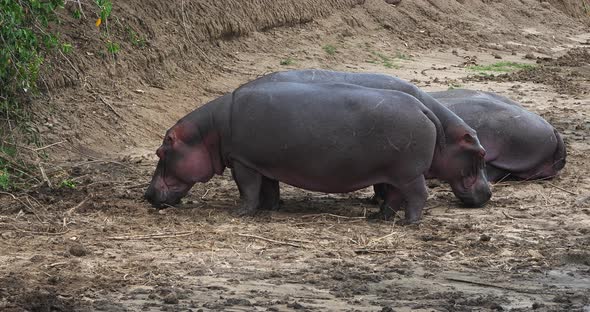 Hippopotamus, hippopotamus amphibius, Masai Mara park in Kenya, Real Time 4K