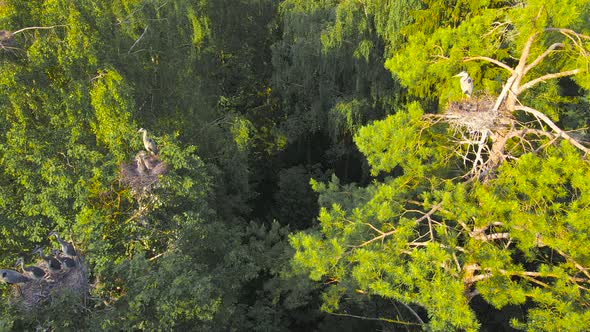 Beautiful Panorama From Above to the Nests of Gray Herons in the Evening