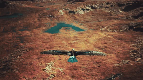 Slow Motion American Bald Eagle in Flight Over Alaskan Mountains