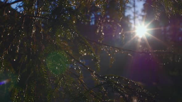 Slow Slide left of Forest Sunset though close-up of conifer tree branches in Ruovesi Finland