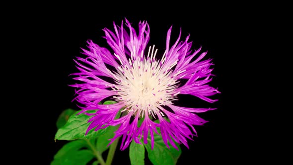 Time Lapse of Blossoms Purple Flower of Persian Cornflower Centaurea Dealbata