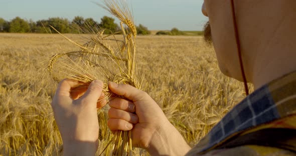 Caucasian Agronomist Male Pulled Out and Inspected the Ears of Wheat in the Field in Sunset