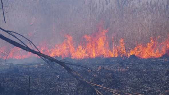 Fire in the Forest. Burning Dry Grass, Trees and Reeds. Wildfire. Slow Motion.