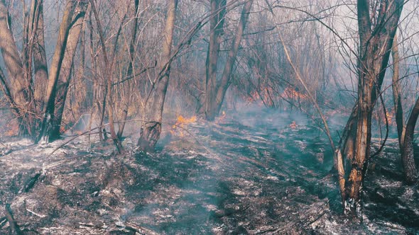 Fire in the Forest. Burning Dry Grass, Trees and Reeds. Wildfire. Slow Motion.