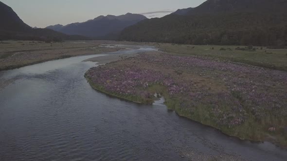 Lupins aerial