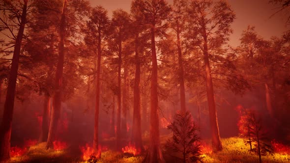 Forest Wildfires 4K 08