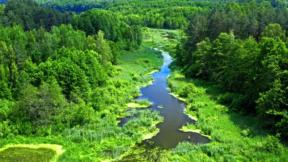 Stunning old green forest and river in Tuchola natural park, aerial view, Poland