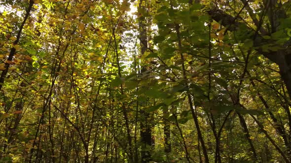 Trees in the Forest on an Autumn Day