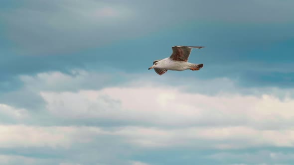 Seagull hunting for food in flight