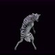 65 Zebra Dancing 4K - VideoHive Item for Sale