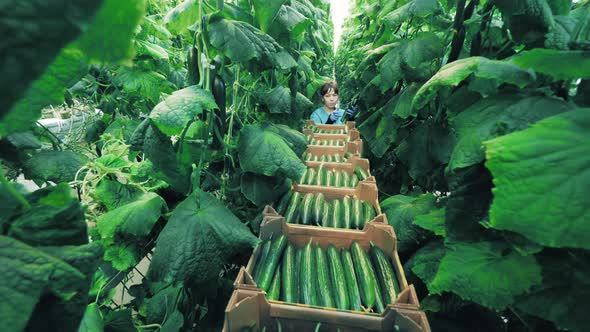 Greenhouse Lady is Collecting Cucumbers Into Boxes