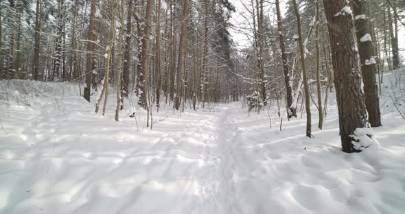 Paralax Shot of Winter Snow Covered Pine Forest in Frozen Landscape