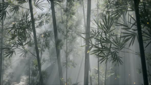 Asian Bamboo Forest with Morning Fog Weather