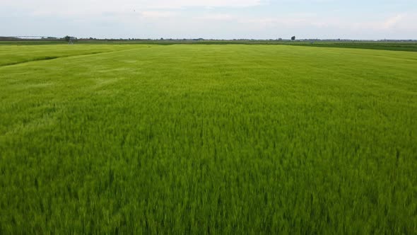 Agriculture field of wheat stretching for acres blowing in wind, Aerial Forward