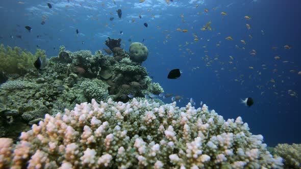 Underwater Scene Marine Life