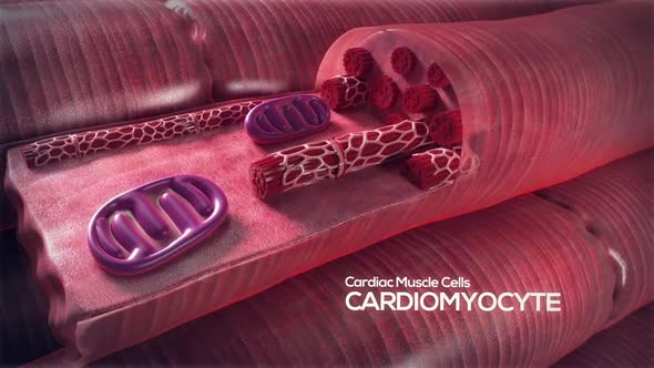 Cardiac Muscle cells 3d medical animataion