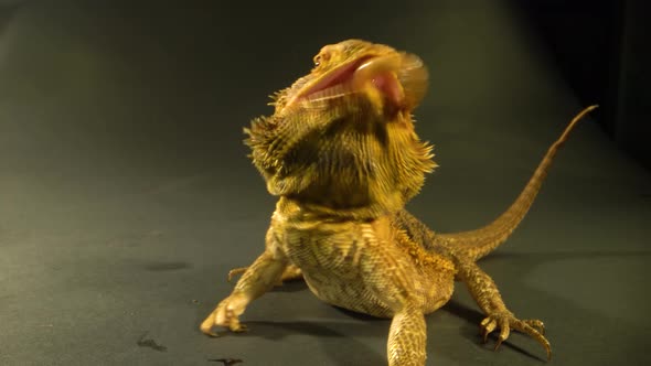 Lizards Bearded Agama or Pogona Vitticeps Eating at Black Background