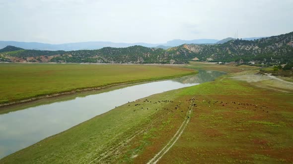 Kizilirmak River Flowing Plateau, Farm Animals Grazing Samsun, Anatolia, Turkey