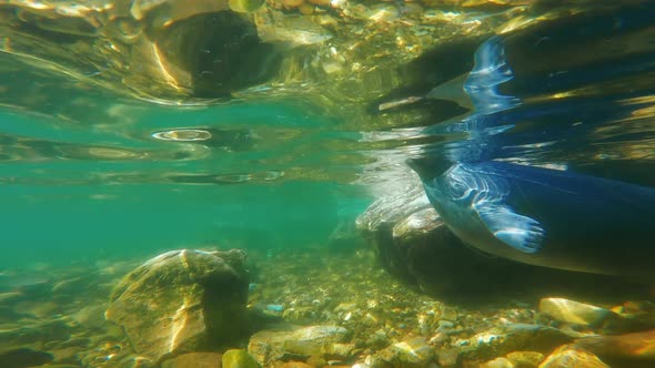 Baikal Seal Underwater Close Up Slow Motion