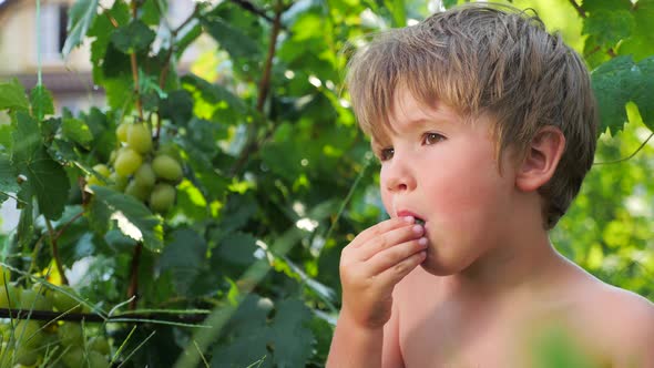 Grapes in kids hands. Child eating grapes. Fruit harvesting. Collecting grapes. Grape vine