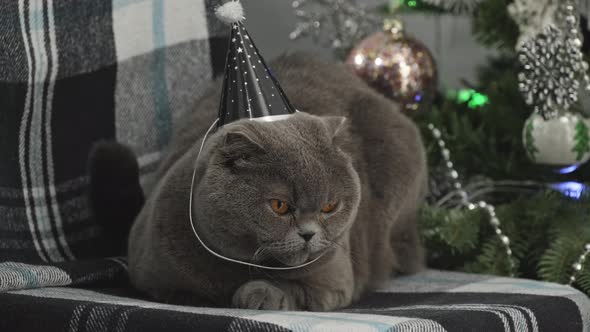 Cat in festive hat celebrating New Year. Scottish Fold Cat near decorated Christmas tree