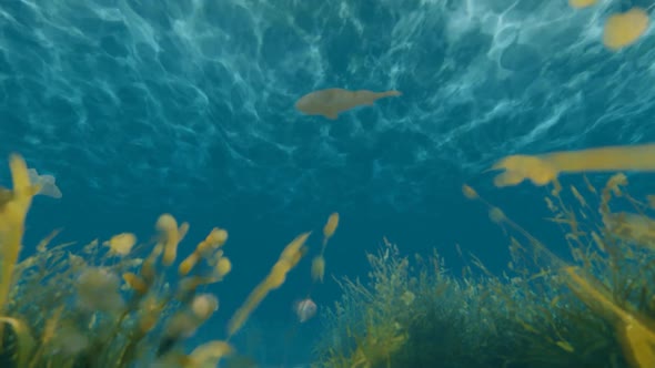 Underwater Fish 3 alt