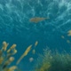 Underwater Fish 3 - VideoHive Item for Sale