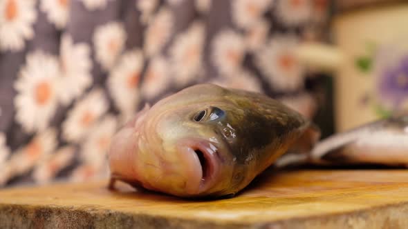 Cooking Fresh Fishcrucian Carp on the Kitchen Board